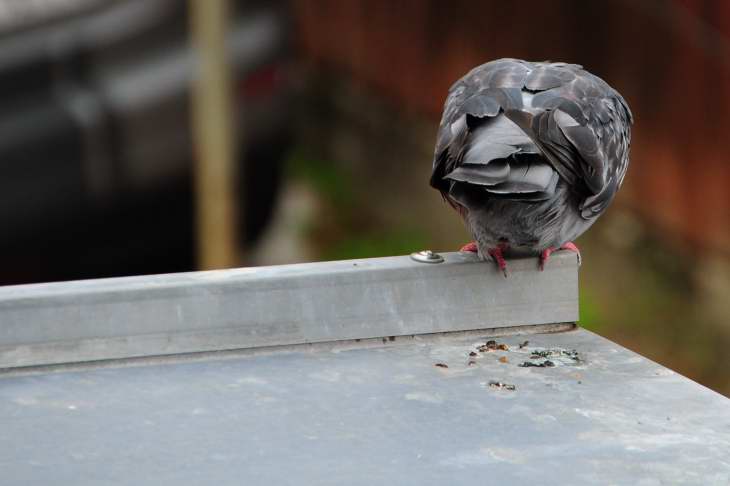 Taube auf Blechdach | Foto: © Werner Pietschmann