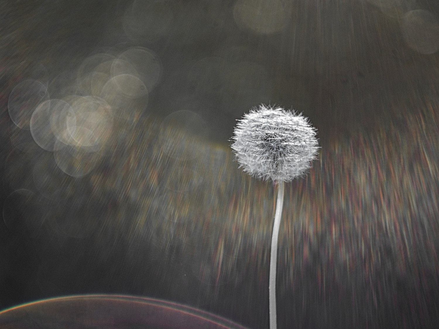 Foto: © Werner Pietschmann Pusteblume