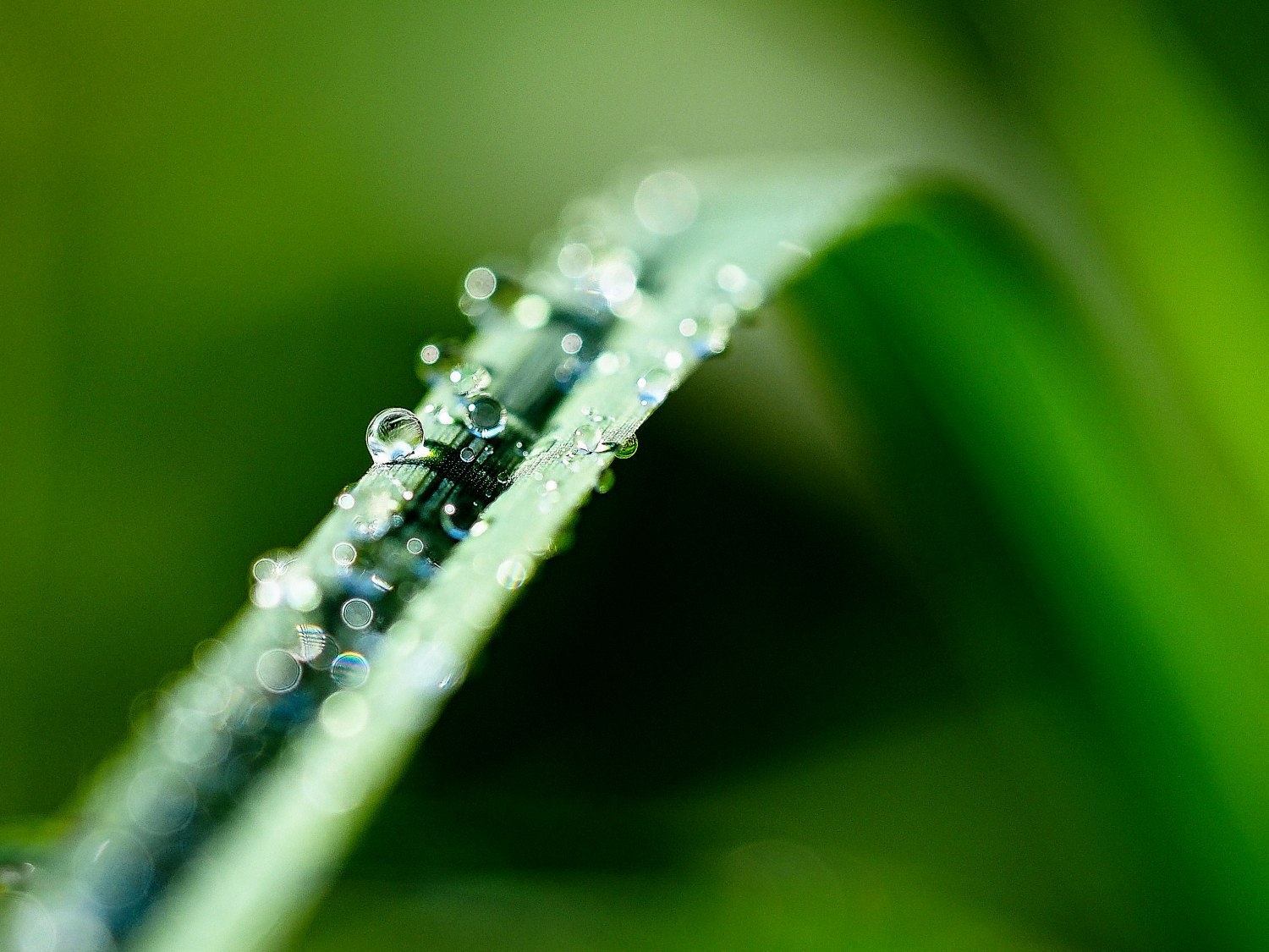 Foto: © Werner Pietschmann Wassertropfen auf Grashalm
