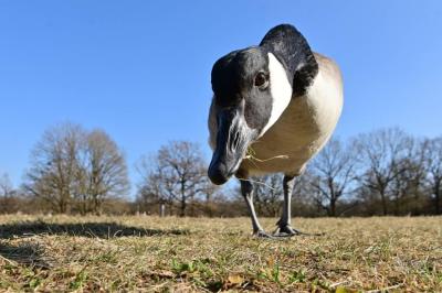 Foto: © Werner Pietschmann neugierige Gans