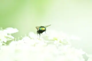 Goldfliege (Lucilia sericata)
