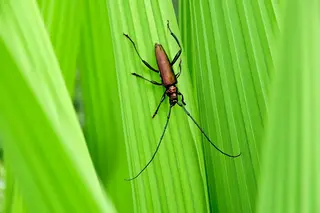Moschusbock (Aromia moschata)