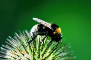Gartenhummel (Bombus hortorum)