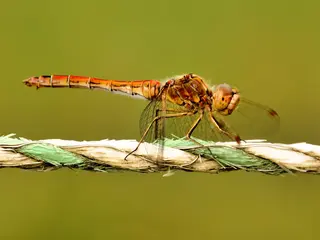 Große Heidelibelle (Sympetrum striolatum)