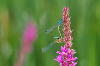 Hufeisen-Azurjungfern (Coenagrion puella) bei der Paarung