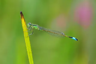 Hufeisen-Azurjungfern (Coenagrion puella)