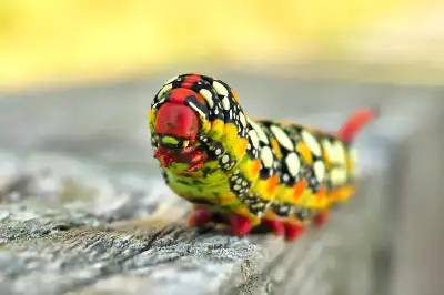 Raupe des Wolfsmilchschwärmers (Hyles euphorbiae)