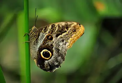 Bananenfalter (Caligo eurilochus)
