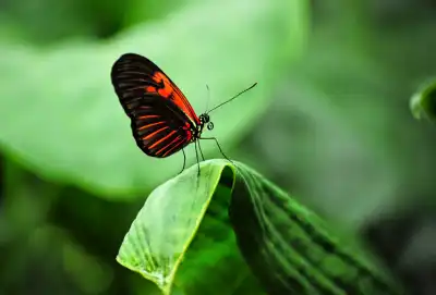 Postbote (Heliconius melpomene)