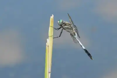 Großer Blaupfeil (Orthetrum cancellatum)