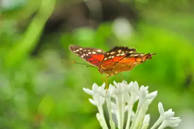 Rote Anartia (Anartia amathea)