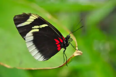 Der Weißsäumige Passionsfalter (Heliconius eleuchia) ist ein auffälliger Schmetterling aus der Familie der Edelfalter, der in den tropischen Regionen Zentral- und Südamerikas beheimatet ist.