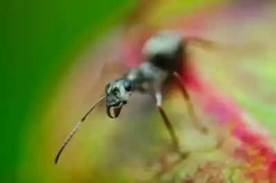 Makroaufnahme einer Grauschwarze Sklavenameise (Formica fusca)