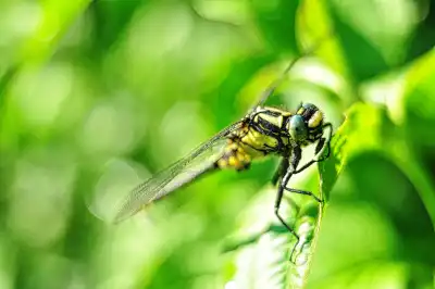 Gelbe Keiljungfer (Gomphus simillimus)