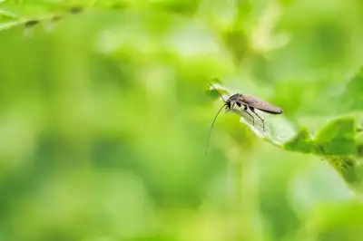 Gemeine Waldschabe (Ectobius lapponicus)