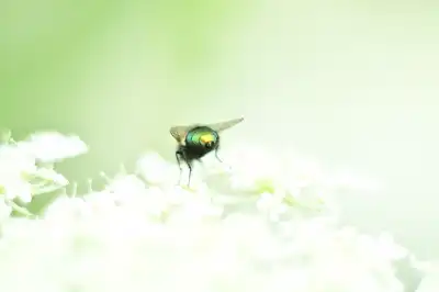 Goldfliege (Lucilia sericata)