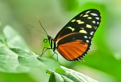 Tiger-Passionsfalter (Heliconius hecale)