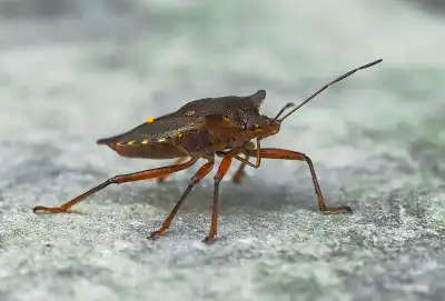 Rotbeinige Baumwanze (Pentatoma rufipes)