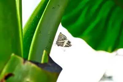Zebra-Mosaikfalter (Colobura dirce)
