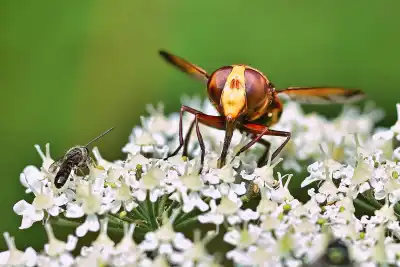 Hornissenschwebfliege (Volucella zonaria)