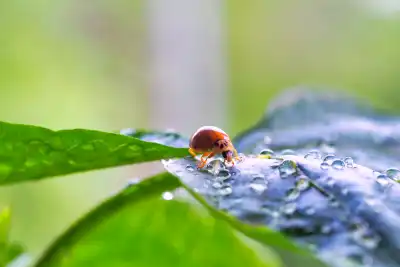 Der Asiatischer Marienkäfer (Harmonia axyridis) wird auch Harlekin-Marienkäfer genannt.