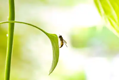 Hainschwebfliege (Episyrphus balteatus)