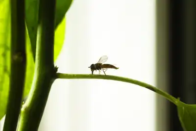 Hainschwebfliege (Episyrphus balteatus) im Flug