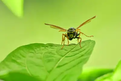 Gemeine Wespe (Vespula vulgaris)