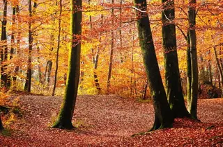 Herbstwald