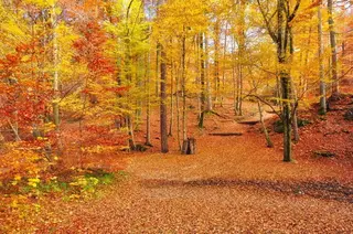 Herbstwald