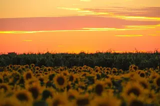 Sonnenblumenfeld