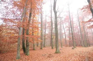 Herbstwald