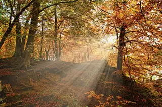 Herbstwald