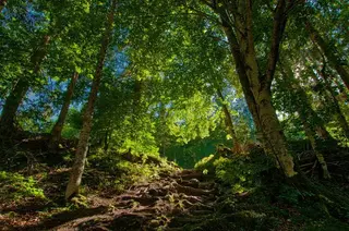 Waldlichtung