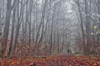 Herbstnebel
