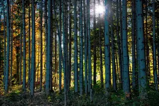 Herbstwald