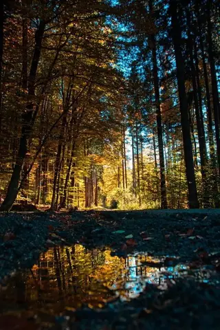Herbstwald