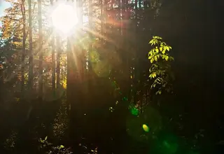 Herbstwald