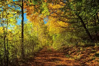 Herbstwald