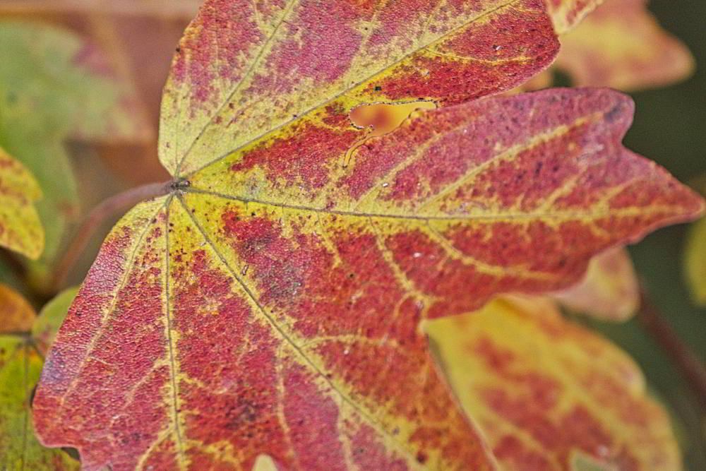 Rotes verfärbtes Herbstlaub | Foto: Werner Pietschmann