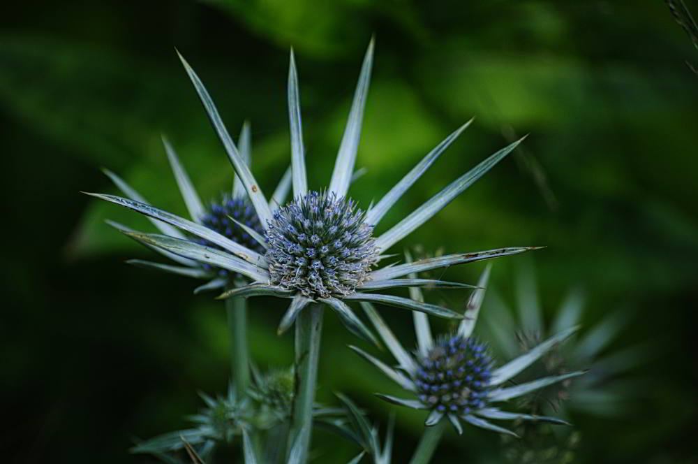 Alpen-Mannstreu (Eryngium alpinum) | Foto: Werner Pietschmann