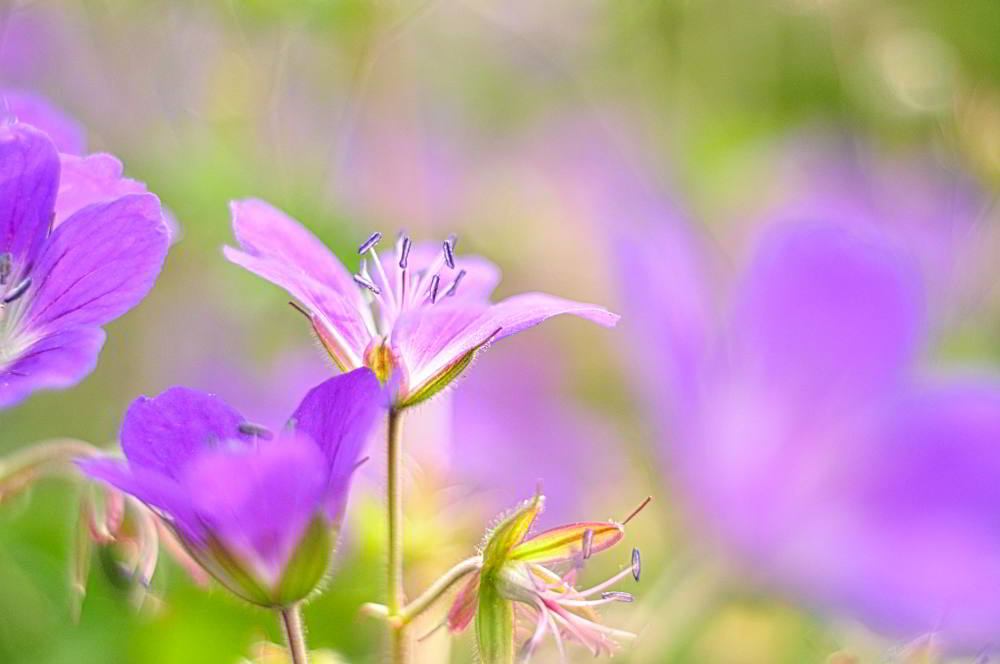 Wald-Storchschnabel (Geranium sylvaticum) | Foto: Werner Pietschmann