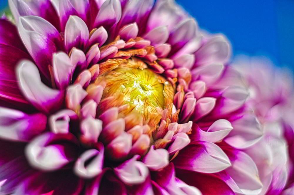 Dahlie (Dahlia) | Foto: Werner Pietschmann