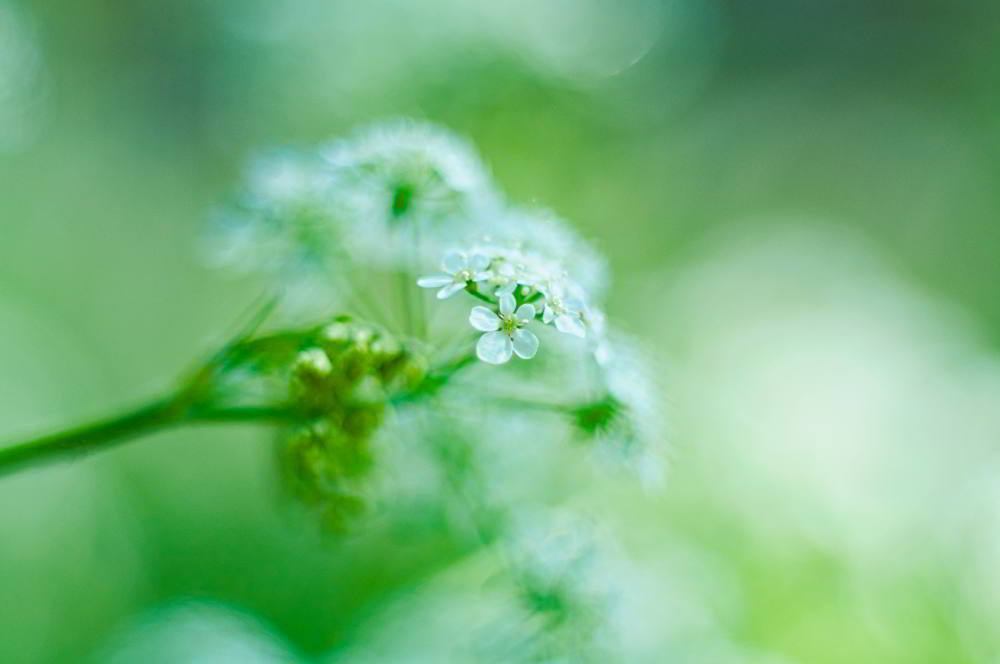 Wiesen-Kerbel (Anthriscus sylvestris) | Foto: Werner Pietschmann