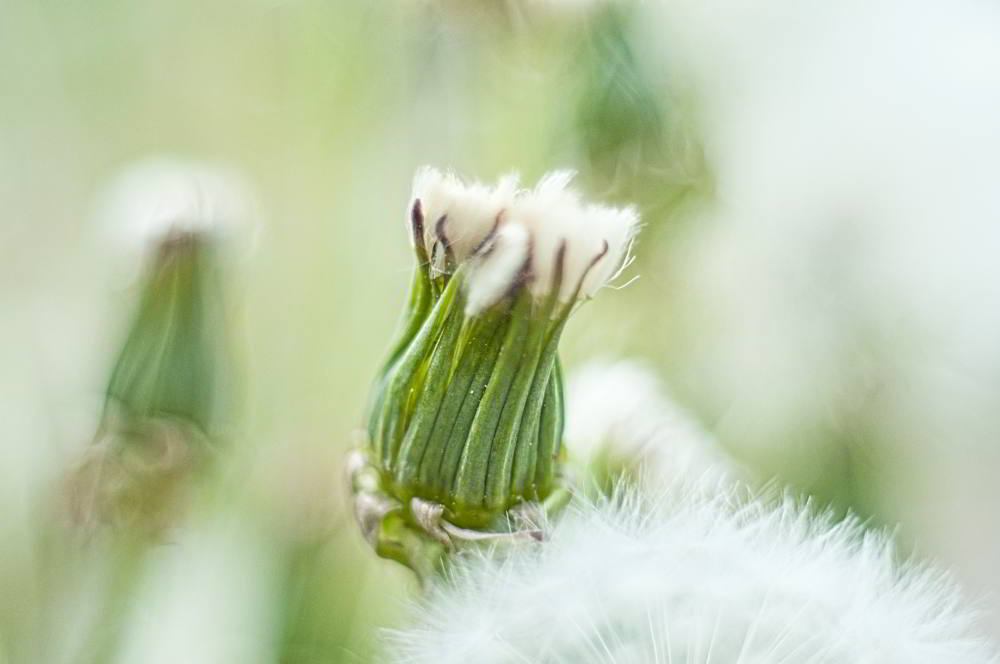 Gewöhnlicher Löwenzahn (Taraxacum ruderalia) | Foto: Werner Pietschmann