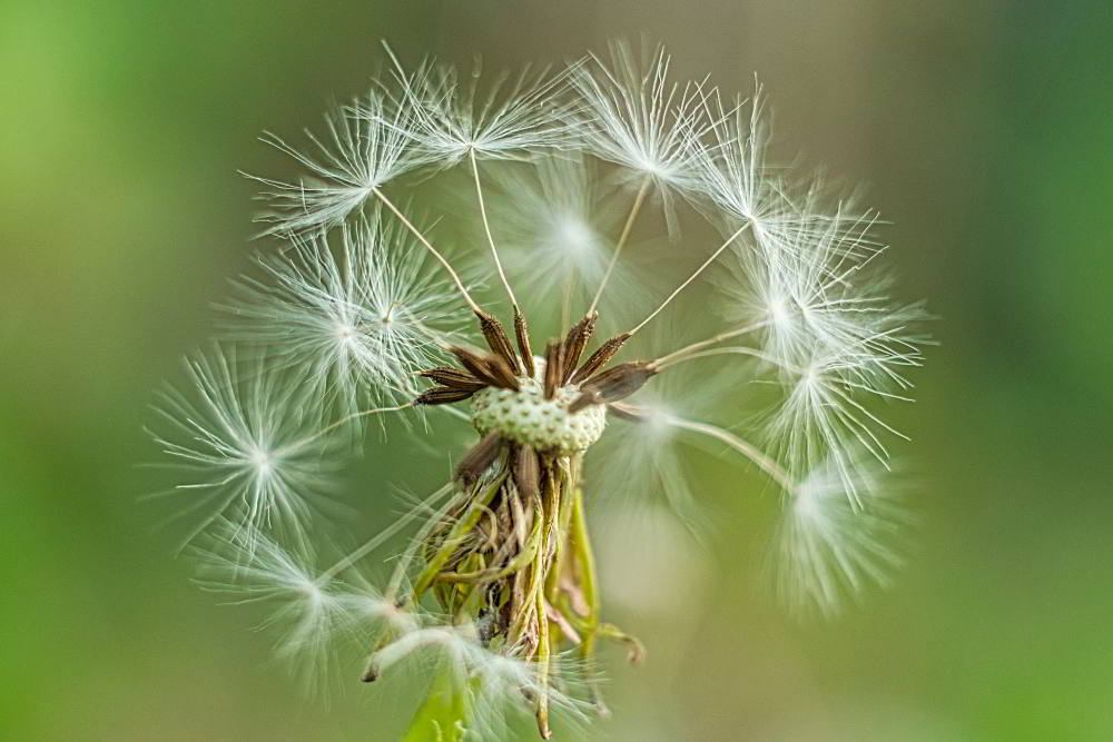 Gewöhnlicher Löwenzahn (Taraxacum ruderalia) | Foto: Werner Pietschmann