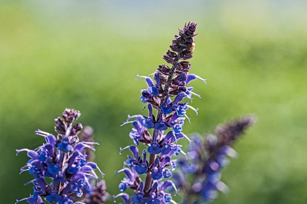 Echter Salbei (Salvia officinalis) | Foto: Werner Pietschmann