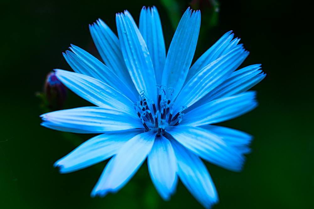 Gewöhnlichen Wegwarte (Cichorium intybus) | Foto: Werner Pietschmann