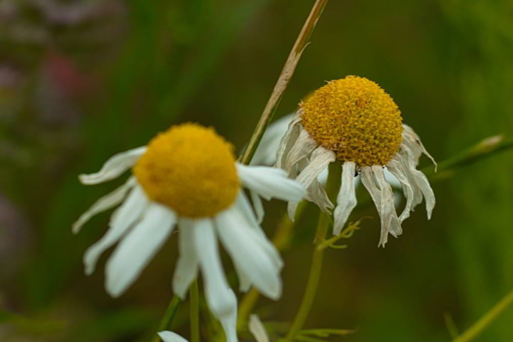 Margerite (Leucanthemum) | Foto: Werner Pietschmann