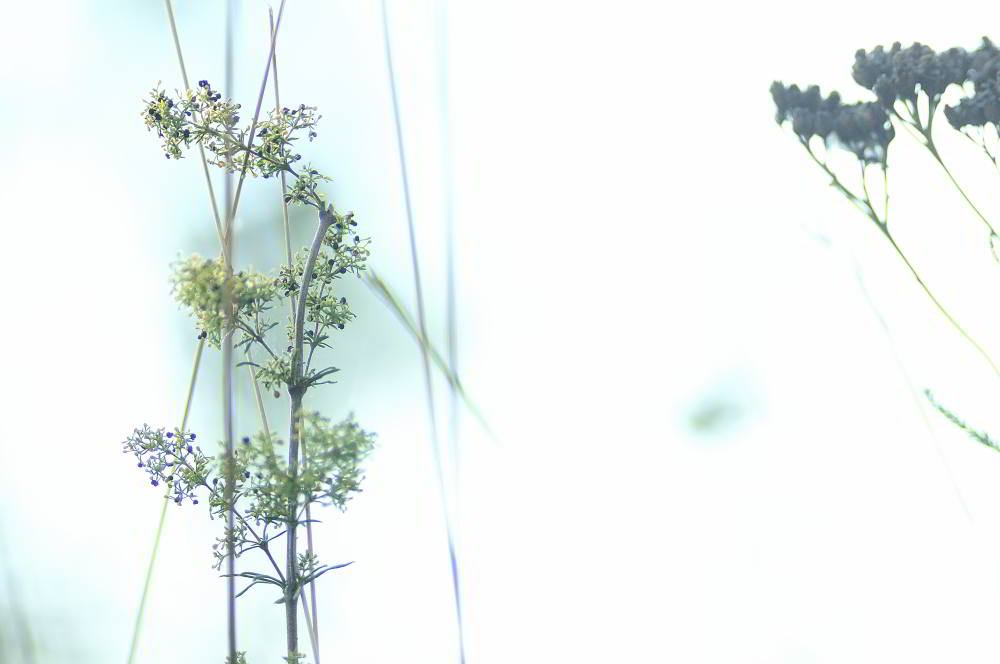 Wiesen-Kerbel (Anthriscus sylvestris) | Foto: Werner Pietschmann